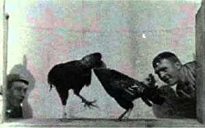 Cock Fight (short 1896)